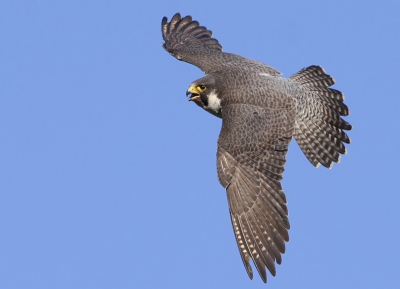 Lucky to come close to this wonderful falcon. Out looking for prey, this adult female is a wonderful sight.