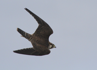 This young Peregrine is hunting for prey. I was photographing waders when it came pretty close.