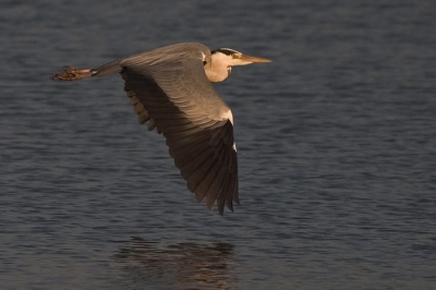 Gewacht op mooi licht en toen o.a. deze reiger geschoten