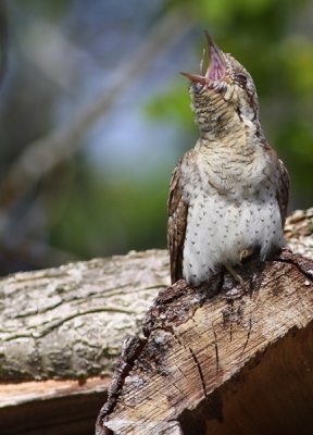 This little Wryneck was sitting among these logs relaxing in the sun. Photographed from the car, pretty close.