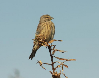 veel vogels in de duinen onder andere deze.
is dit een kneu of een frater???