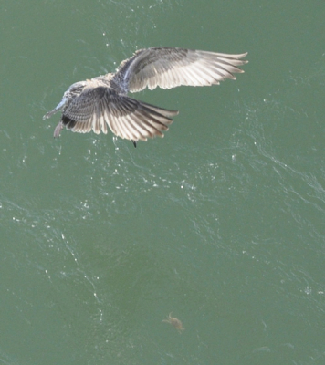 Juvenile Meeuw op de jagd naar een kreeft (te zien in het water) die door de turbines van de P&O Ferriesboot naar boven gezogen worden is. Toefallsopnaam uit de hand. Heb de kreeft pas later op de foto gezien. Nu weet ik eindelik waar de meeuwen op jagen.