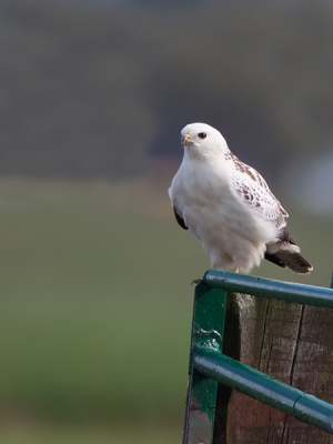 Ik zelf heb zelden zo'n witte buizerd gezien.
Een paar weken lang vliegt hij in de buurt en zelden een kans tot vandaag toen hij even bij een foei lelijk hek ging zittten.

Gr Jan