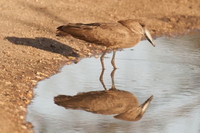 Hammerkop in de ondergaande zon vlakbij Seronera, Serengeti, Tanzania