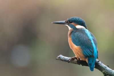 Wat een takkeweer vandaag! Dat moet ook de IJsvogel gedacht hebben. Ondanks de regen liet hij zich toch even zien.