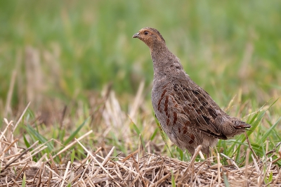 Prachtige vogels vind ik dit. Ze waren aan het scharrelen op een kale akker.