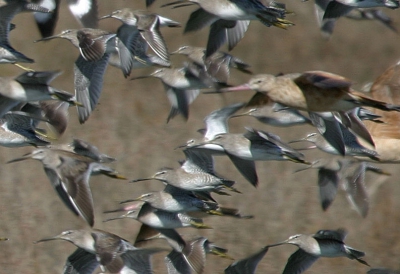 De "witvleugel" strandloper van de eerste vluchtfoto nu centraal geplaatst.