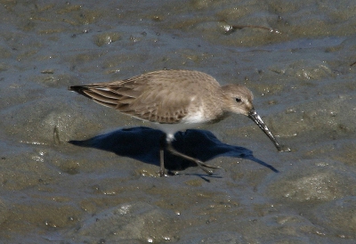 Nog een foto van een Bonte Strandloper waarbij wat meer wit onder de kin te zien is.  Let ook op de tamelijk lange snavel.