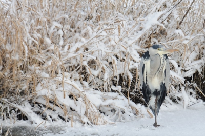 Vanmorgen was het al weer aardig fris en morgen zal dat niet anders zijn. Tijd voor een winterse foto van begin dit jaar.