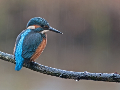 Deze IJsvogel stoorde zich totaal niet aan de regen. Door de lange sluitertijd mooi de regen zichtbaar