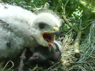 Een op de grond gewaaid buizerd nest met 2 jonge buizerds erin. Zo te zien voeren de ouders gewoon door op de grond.