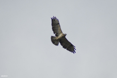 EenBuizerd gespot boven een schooltje in Hoogvliet. Vlakbij de Mac in Hoogvliet. Vloog behoorlijk laag.