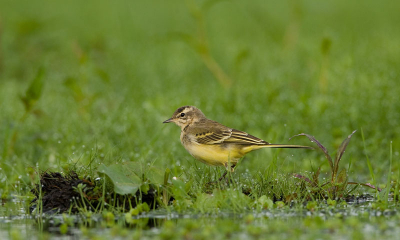 Dit is n van de foto's die ik op mijn eerste 'natuurfotografie dag' gemaakt heb. Ik ben voornamelijk bezig met sportfotografie, maar de natuur hebt me dus ook gebeten.