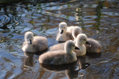 Deze zwanen kwam ik tegen in de Zouweboezem bij Polder Achthoven. Ik kon wel een laag stanpunt doen, maar dan lag ik in de brandnetels... Nu zie je wel de kleurrijke weerspiegeling van de bomen in het water.