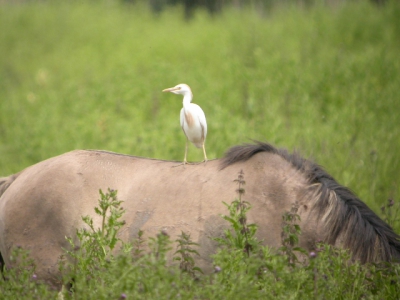 Jammergenoeg waren de foto's van de talreiger die ik vanmiddag vanaf de uitkijkheuvel van het Jan van den Boschpad ontdekte echt te matig voor birdpix (bewijsplaatjes op www.waarneming.nl). De koereiger was gewilliger, maar ik blijf die witte reigers lastig vinden om op de foto te zetten.

vriendelijke groet,

Pim Julsing