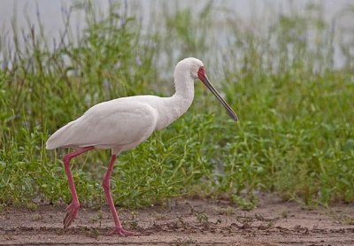 Deze Afrikaanse Lepelaar liep naar een beter plekje om te vissen.