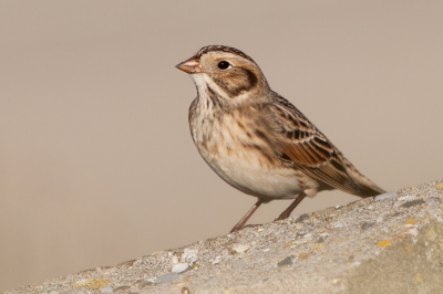 Al lange tijd niet buiten geweest met de camera. Vanmorgen vroeg even lekker uit gaan waaien. Daar kwam ik een groepje IJsgorzen tegen die langs de dijk aan het foerageren waren. Een heel erg leuk schouwspel van een stel bijzonder tamme vogeltjes. Ze kwamen op enkele meters naar me toe foerageren.