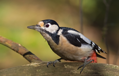 Was vandaag vanuit mijn boshutje bezig om de karakteristieke boomkleverhouding
van de boomklever vast te legen. Kwam er in een keer uit het niets een Grote Bonte Specht
kijken waarom de boomklevers zo druk waren. Dus snel maar een paar foto`s gemaakt voordat ie weer weg was.