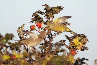 zelfs op de trek worden de jongen nog gevoerd, ze trekken in grote groepen en de famulie blijft lang bestaan

een grote plaat http://www.pbase.com/c_fikkert/image/129128327/original