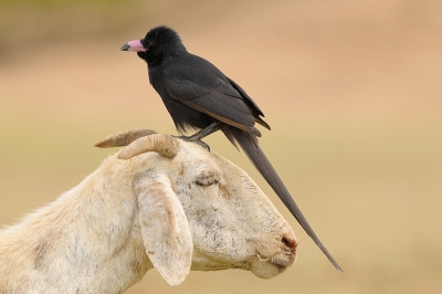 Hier een Piapiac(een kraai-achtige) op de kop van een schaap. Overigens is dit een jong exemplaar (zie rose snavel). Ik vond de houding die de vogel op de kop (als een soort afdakje) inneemt de moeite waard om deze plaat te laten zien.