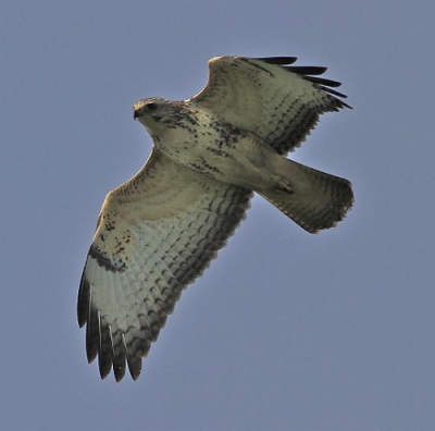 Blijft toch een machtig en prachtig gezicht zo'n buizerd die over je heen scheert. Verveelt nooit!