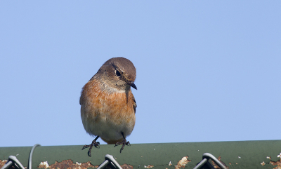 Gekraagde roodstaart in winter kleed, was zeer alert op de beweging van insecten.