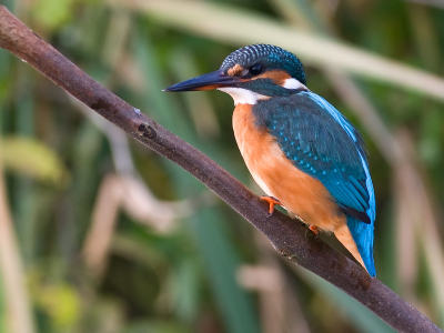 Nog een plaatje uit  een serie van de ijsvogel,nu brak het zonnetje wat meer door de bewolking wat gelijk een mooie glans gaf.