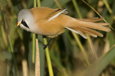 Bij Lauwersoog druk op zoek naar de zeearenden. Heerlijk zittend op het bankje kwamen deze mannetjes vrij dichtbij. Was voor mij de eerste keer dat ik ze kon vastleggen.