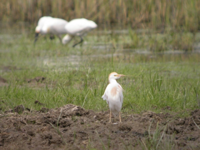 Wederom verdient de foto geen schoonheidsprijs, maar met de lepelaars op de achtergrond komt hij misschien door de strenge ballotage-commissie van het onvolprezen birdpix!