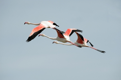 Op een mooie voorjaarsdag, lekker weer, Zuid-Frankrijk, wat wil je nog meer. Dan zie je plotseling 3 flamingo's overvliegen. Ondanks hun oerlelijke snavel toch een indrukwekkende stijlvolle verschijning.