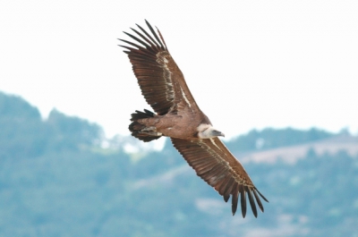 Fantastische plek om deze grote jongens te fotograferen. Nikon D70, AF-S 300mm F4.0 uit de hand. 1/1000 F4.5 iets gecropt