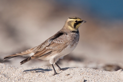 "Ohrenlerche" dat is de Duitse naam van deze vogel. Enkele Duitse vogelaars wilde mij dat best leren :) Ik heb een uurtje op het strand van Dune gelegen en gewoon alles gefotografeerd wat er langs liep. Ik heb nog nooit van mijn leven zoveel vogels bij elkaar gezien als dit weekend. Enorme aantallen trekvogels met als piek enkele duizenden Tjiftjaffen die 's morgens op het eiland binnen vielen. De komende weken wil ik nog enkele foto's laten zien van ons geweldige vogelrijke weekend. Maar ik begin met deze. Omdat ik daar zelf zeer blij mee ben.