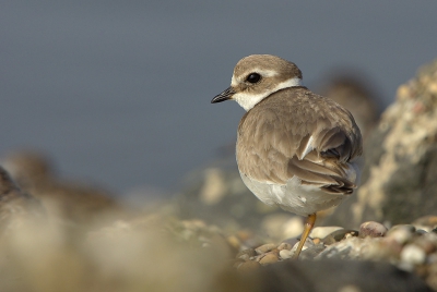 Het was bewolkt, wat mistig maar op het moment dat we een groep steenlopers zagen met hier en daar een bontbekplevier, een tureluur en bonte strandloper kwam de zon door. Op en tussen de stenen door kruipend kwam ik al dichter bij de groep die zich weinig van me aan trok. Dat leverde leuke fotos op.