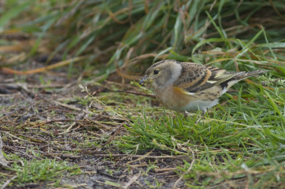 leuke dieren die zich goed lieten benaderen en dus ook goed laten fotograferen.