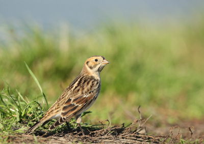 Waarschijnlijk n van de meest gefotografeerde vogels in NL: de ijsgorzen op de Hbz. Eerst ben je nog alleen en zo liggen er 5 andere fotografen om je heen!
Dit vind ik vanwege de houding van de vogel en de achtergrond n van mijn mooiste.