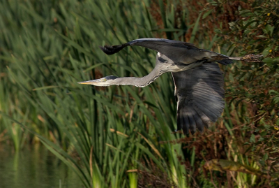 wegvliegende reiger  die opgeschrikt was door een groep van +- 30 natuurterroristen die HEEL STILLEKES de schuilhut binnen kwamen