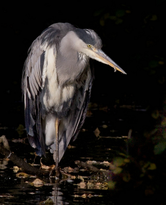 deze foto meer naar de avond toe getrokken waartdoor de achtergrond meer toeloopt  en het onderwerp mooi naar voren kwam door het kleurcontrast