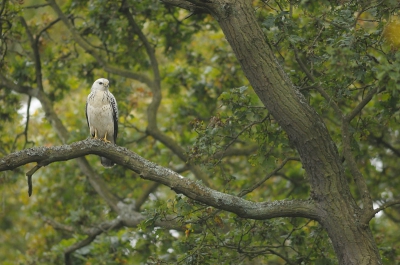 Ik was op zoek naar onderwerpen voor de maandopdracht, maar vond de herfstkleuren toch nog niet echt overtuigend. Eigenlijk waren er helemaal geen kleuren, want er was nauwelijks licht vandaag. Terwijl ik aan het proberen was om eenden te fotograferen (met 1/40 niet echt een succes) kwam deze Buizerd overvliegen. Hij landde op een vriendelijke afstand, zodat ik er wat foto's van kon maken.