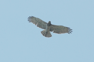 Al enige jaren wordt de slangenarend waargenomen bij het huisje van mijn schoonouders zo'n 40 km ten westen van Lyon in de "Monts de Lyonais". Dit jaar drie vogels bij elkaar gezien. Nikon D70 met AF-S 300mm F4.0 & 2x converter vanaf statief. 1/1000 F10 gecropt en iets opgehelderd