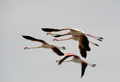 Het zijn en blijven indrukwekkende verschijningen, zeker als je ze (voor het eerst) in Zuid-Frankrijk ziet. Ik zie wel eens van die akelige kapstokken van reenpootjes, nu moet ik soms aan flamingo-snavels denken...