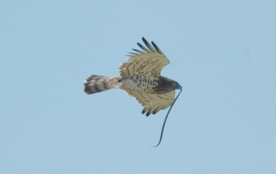 Tja, Hoe vaak maak je dit mee? De vogel meedere malen gezien die week. Ditmaal liet hij/zij zich naar beneden storten en ben ik met de auto die richting op gereden. Toen ik net uit de auto was gestapt en zag ik de vogel al opvliegen op zo'n 30 meter met de slang in de bek. Verschillende foto's heb ik vanuit de hand geschoten (gelukkig stonden de instellingen nog goed) met de AF-S 300mm F4.0 in combinatie met de converter 2x. Ik ben eigenlijk over het resultaat, gezien de omstandigheden, zeer tevreden. 1/1250 F8, iets gecropt en opgehelderd.