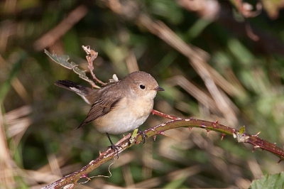 Veel vogels aanwezig op Kornwerderzand, waaronder de Kleine vlieg,poseerde gedurende de middag een aantal malen fraai