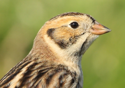 Nog een foto van een IJsgors op de Hbz. Nu een crop van zijn/haar fraaie koppetje.