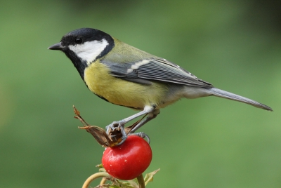 Voor de regen uit nog wat foto's kunnen maken. Deze mees ging lekker op een ronzenbottel zitten.