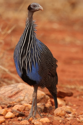 Dit portretje heb ik gemaakt met mijn 100-400mm lens tijdens een safari in Tsavo West National Park. Het zijn echt prachtige vogels vind ik.