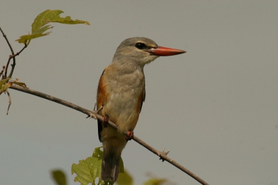 Terwijl we aan het wachten waren op een leeuwin die lekker op de weg lag te slapen kwam deze Grijskopijsvogel ook een kijkje nemen en kwam vlak naast de Landcruiser staan. Nadat ik snel wat kiekjes heb kunnen nemen nam hij weer de vleugels en ging er vandoor.