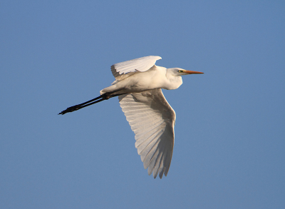 M'n eerste foto op Birdpix, per toeval kon ik deze overvliegende reiger fotograferen.