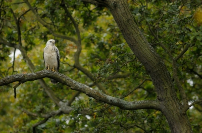 Naar aanleiding over te licht afwerken van de foto heb ik hem opnieuw onder handen genomen