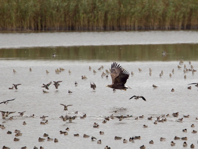 zeearendmoe?

ik zet deze er toch op.
de vrouw van het broedgeval vogeleiland zwartemeer.

het lijkt erop dat de vogels aan de arenden gaan wennen, de blinde paniek is niet te zien hier.
de vogel zat op de vossemeer-plaat en vloog op, dus de vogels zaten er toen de arend aan de grond zat.