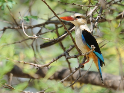 Deze grijskopijsvogel heeft ons wel even bezig gehouden op het terrein van de Speke-bay lodge. Jagend op insecten zat hij zelden stil.